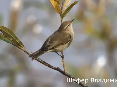 Разнообразие птиц Казахстана на ваших экранах