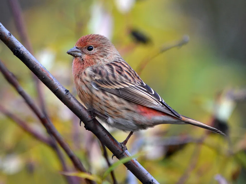 Птица похожая на воробья с красной грудкой. Сибирская чечевица Carpodacus roseus. Сибирская чечевица (Carpodacus roseus (Pall.). Чечевица обыкновенная птица. Красношапочная чечевица птица.