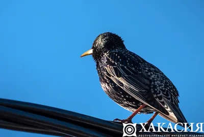 Картинка летающей птицы хакасии