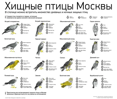 Большие хищнические птицы: фото подборка