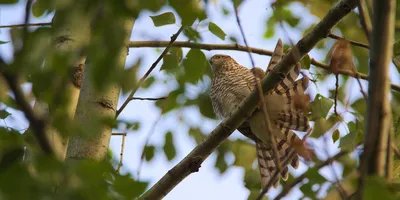 Птицы хищники: фотографии дикой природы