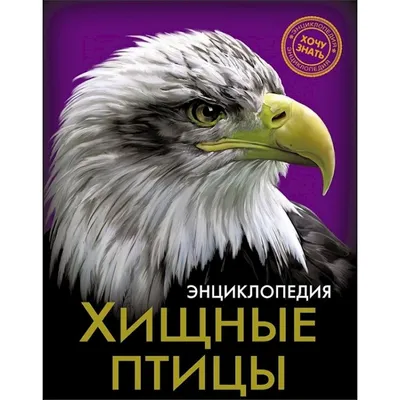 Фото хищников: красота взлета и пикирования