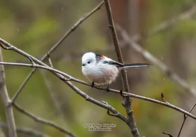 Впечатляющие картинки птиц хмао