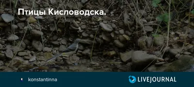 Птицы кисловодска на неповторимых фотографиях