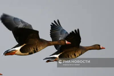 Фотографии птиц Костромской области: png-формат для загрузки