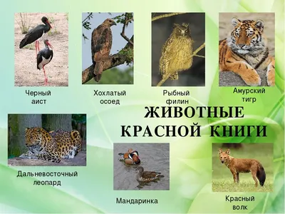 Фотокартины птиц Костромской области в формате png