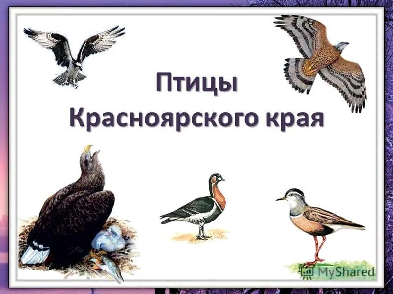 Птицы красноярского края названия. Птицы Красноярского края. Перелетные птицы Красноярского. Перелетные птицы Красноярского края.