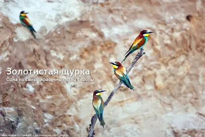 Птицы Кубани на прекрасных фотографиях