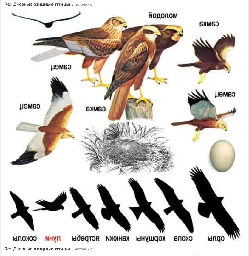 Хищные птицы размеры. Хищная птица семейства ястребиных. Хищные птицы средней полосы России. Определитель хищных птиц. Силуэты хищных птиц средней полосы России.