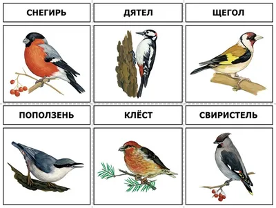 Новые перспективы: фото птиц лесной местности ежедневно