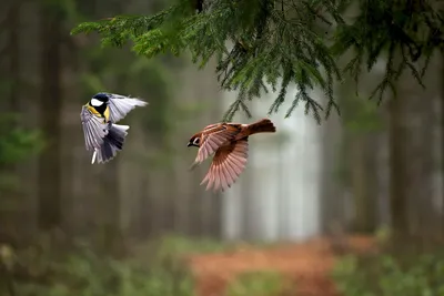 Удивительное разнообразие: фото птиц леса во всех размерах