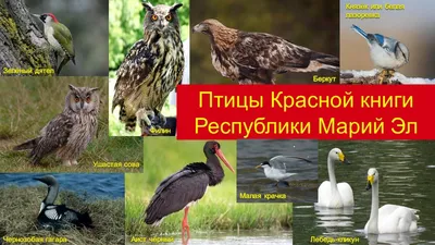 Птицы марий эл в объективе: огнями солнца растроганный свет