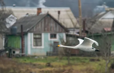 Перья в воздухе: Удивительные птицы Молдовы в картинках