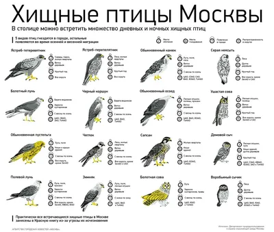 Фотка птицы московской области: формат webp