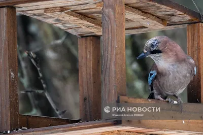 Очаровательные изображения птиц московской области