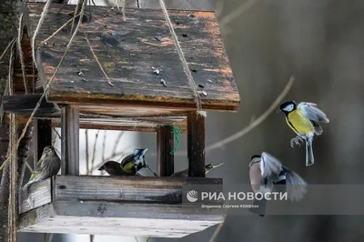 Ослепительные фото птиц московской области