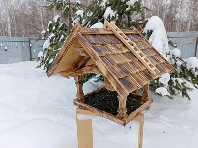 Уникальные птицы на кормушке: скачайте удивительные изображения