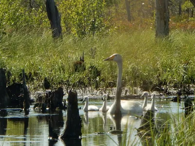 Неповторимая красота птиц Новгородского региона