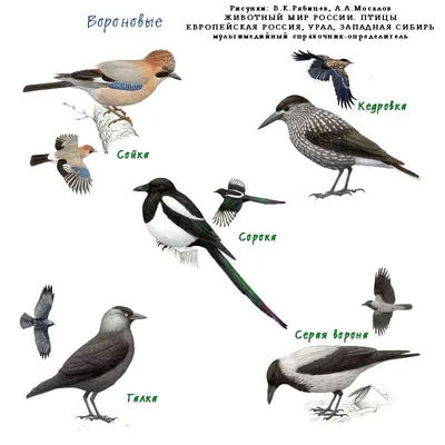 Загадочные пернатые обитатели Новосибирской области: картинки для скачивания