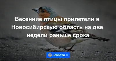 Птицы Новосибирской области в объективе: фотки, которые захватывают дух