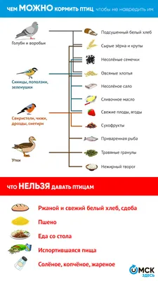 Изображение птиц Омска и Омской области в формате jpg, png, webp