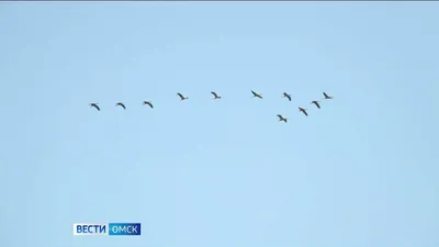 Фото птиц Омска и Омской области в качестве фона для вашего веб-сайта