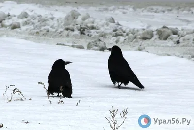 Орнитология Оренбурга в фотографиях птиц