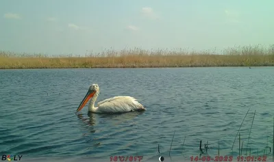 Фотообразы разнообразных птиц Оренбургского региона