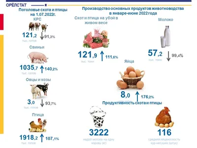 Фотографии птиц: подарок природы орловской области