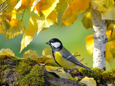 Удивительные осенние птицы: фото для настоящих ценителей природы