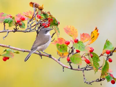 Осенние птицы на прекрасных фотографиях