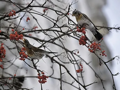 Зимние пернатые обитатели Подмосковья: фотографии в jpg для скачивания