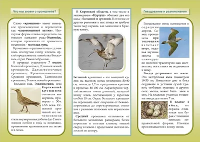 Различные варианты фото птиц Псковской области: выберите размер и формат