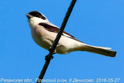 Бесконечное многообразие птиц Рязанской области