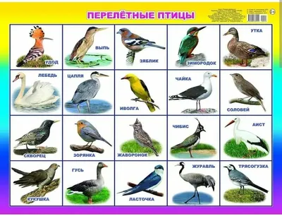 Картинки птиц России: многообразие форматов