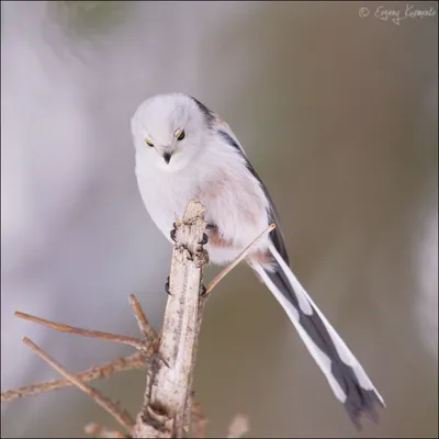 Фото красивых птиц Сахалина для загрузки