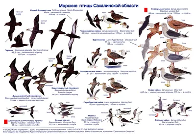 Великолепные изображения птиц Сахалина