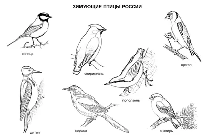 Фотографии птиц Сибири зимой: красочные изображения