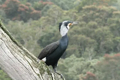 Фото редкой птицы - снежной совы, доступно для скачивания в формате png