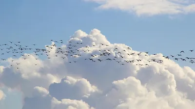 Потрясающие снимки птиц для фотообоев