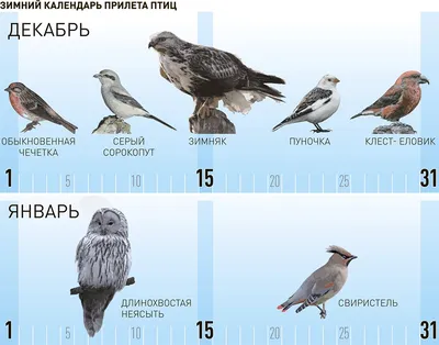 Удивительные птицы в зимней Москве: лучшие фото для загрузки