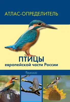 Прекрасные картинки птиц средней полосы для вашего выбора