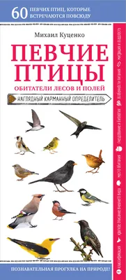 Красивые изображения птиц средней полосы для скачивания