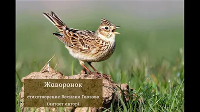 Удивительное изображение птицы ставропольского края с красивыми окрасами оперения