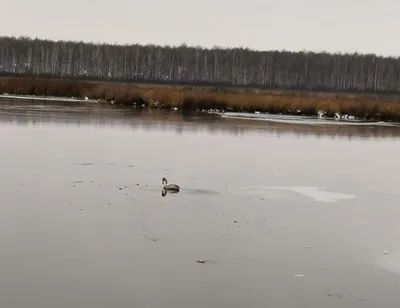 Птицы тюмени фотографии