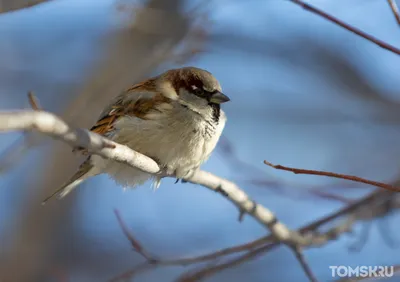 Фото редких птиц Томской области