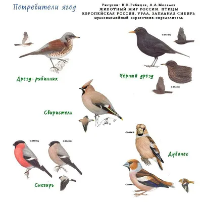 Птицы центральной России: красивые изображения для скачивания