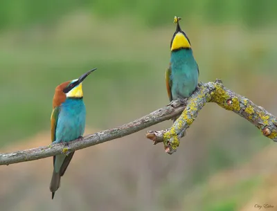 Фотографии птиц тульской области в формате jpg