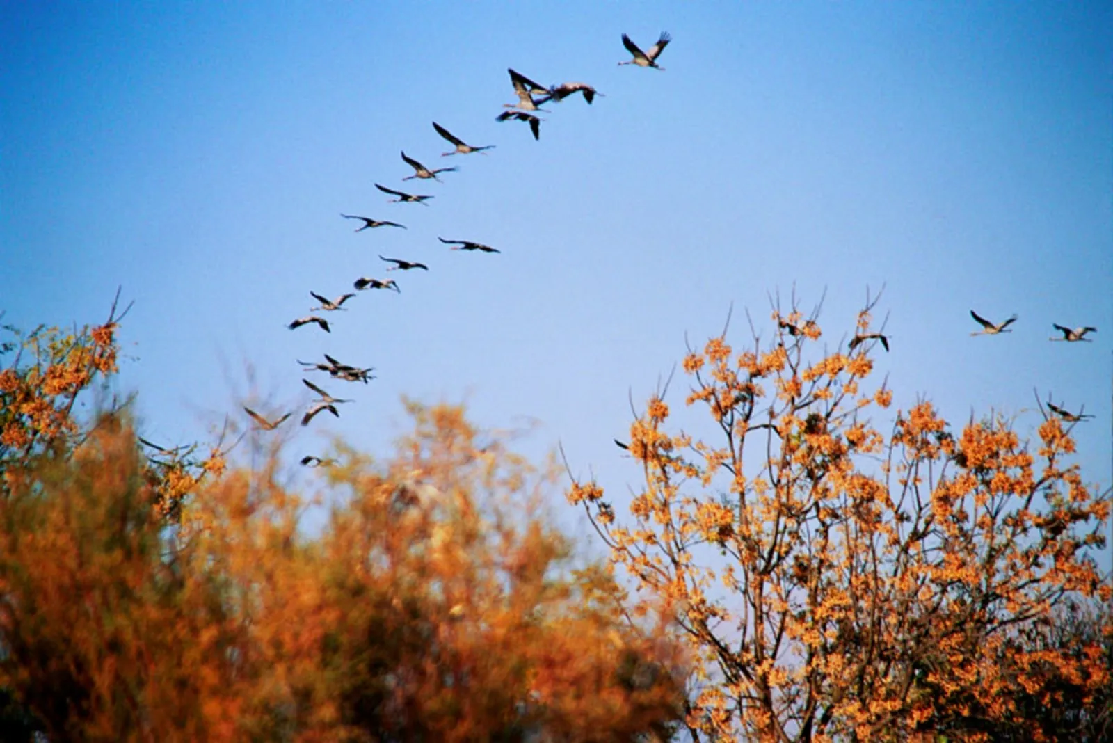 Приближается осень косяки журавлей летят. Перелетные птицы улетают на Юг. Птицы улетают теплые края Юг. Осенний Клин перелетных птиц. Осенью перелетные птицы улетают на Юг.