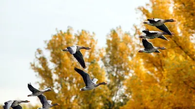 Фото птиц-мигрантов, готовящихся к перелету в южные страны